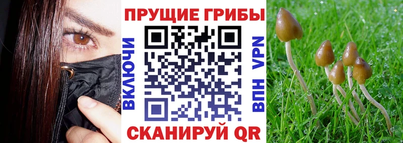 Купить закладки  Юрьевец  Галлюциногенные грибы Cubensis 